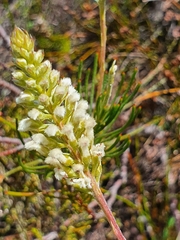 Spatalla curvifolia