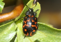 Chrysomela aeneicollis