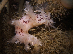 Dendronotus europaeus