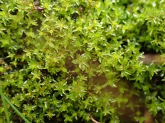 Leptodontium flexifolium