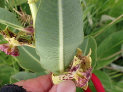 Pachycarpus natalensis