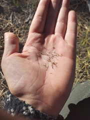 Muhlenbergia montana