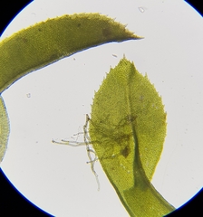 Leptodontium flexifolium