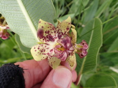 Pachycarpus natalensis