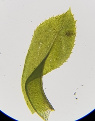 Leptodontium flexifolium