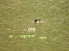 Heteronetta atricapilla