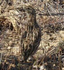 Coturnix coturnix
