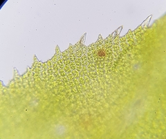 Leptodontium flexifolium