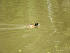 Heteronetta atricapilla