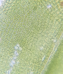 Leptodontium flexifolium