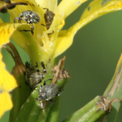 Ceutorhynchus obstrictus