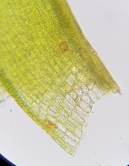 Leptodontium flexifolium