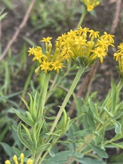 Lasiosiphon capitatus