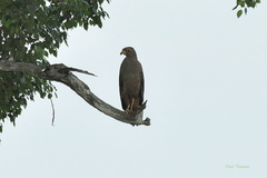 Buteogallus meridionalis