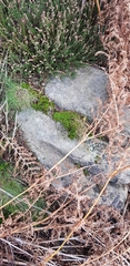 Leptodontium flexifolium