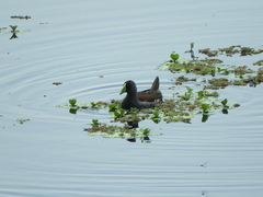 Porphyriops melanops