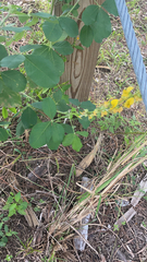 Crotalaria