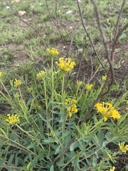 Lasiosiphon capitatus