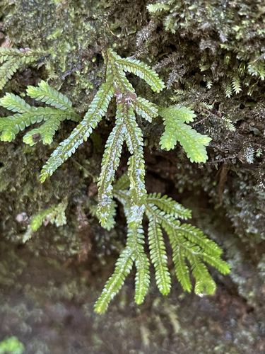 Selaginella arbuscula
