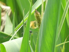 Colias lesbia