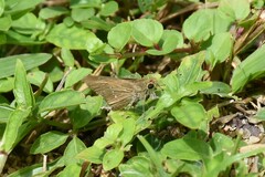 Pelopidas mathias