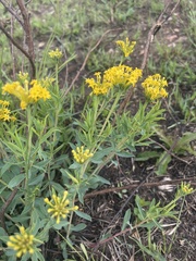 Lasiosiphon capitatus