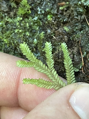 Selaginella