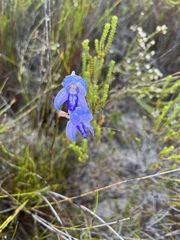 Disa purpurascens