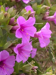 Mirabilis multiflora pubescens