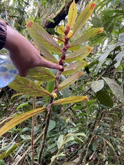 Columnea