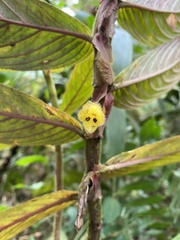 Columnea