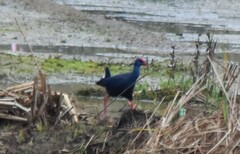 Porphyrio porphyrio