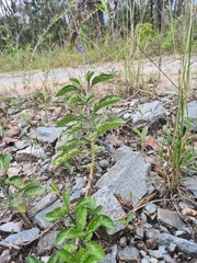 Stachytarpheta jamaicensis