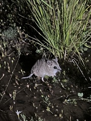 Sminthopsis crassicaudata