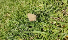 Callophrys xami xami