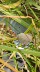 Callophrys xami xami