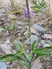 Stachytarpheta jamaicensis