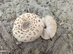 Rhacodium