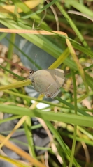 Callophrys xami xami