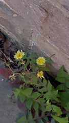 Sonchus oleraceus