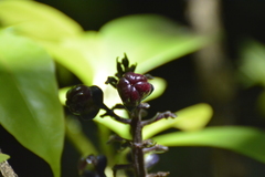 Phytolacca thyrsiflora