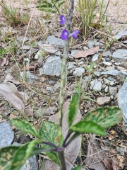 Stachytarpheta jamaicensis
