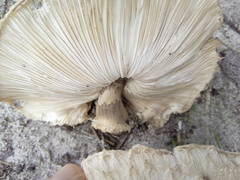 Rhacodium