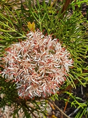 Serruria ascendens