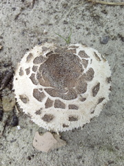 Rhacodium