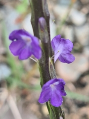 Stachytarpheta jamaicensis