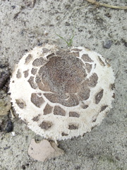 Rhacodium
