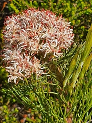 Serruria ascendens