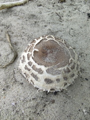 Rhacodium