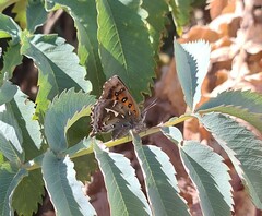 Phasis thero cedarbergae